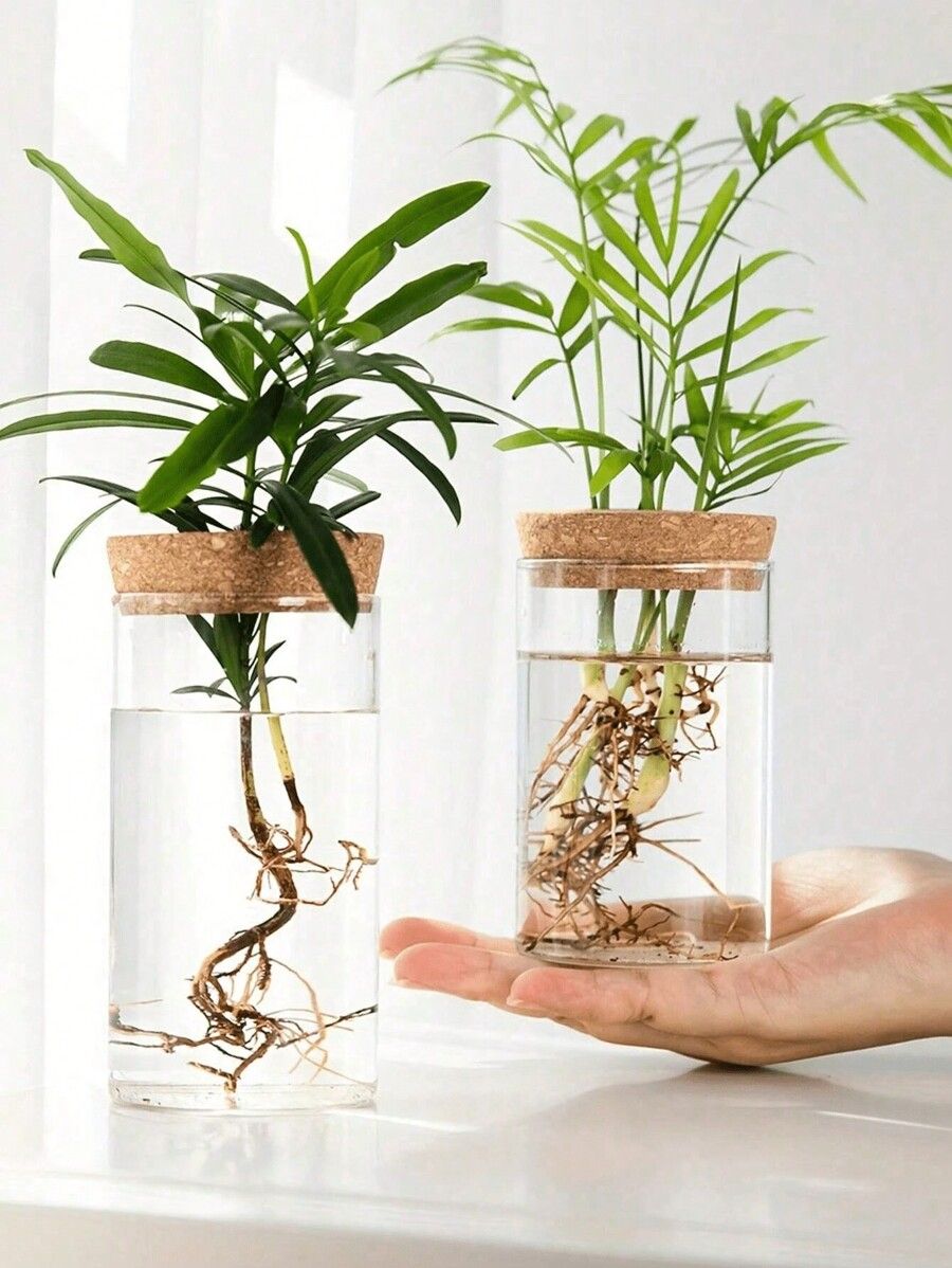 Florero para plantas hidropónicas